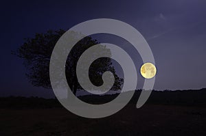 Lonely big tree on the hill in full moon night