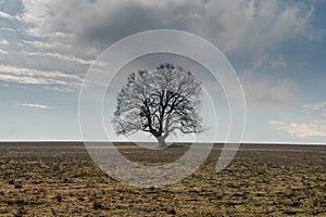 Lonely big tree on meadow landscape. Gloomy and sad field view. Dramatic background concept.