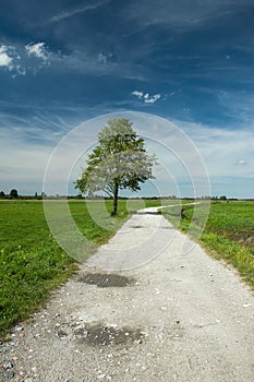 Lonely big tree by a road, green meadow and blue sky