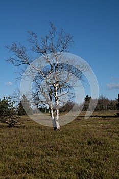 Lonely birch