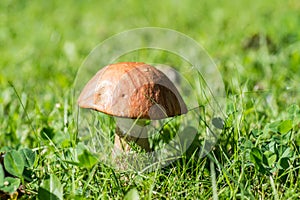 Lonely birch mushroom on a lawn