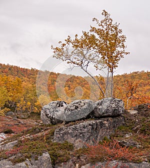 Lonely birch and three eyecatching rocks in golden autumn Lapland. Nice red and yellow backround