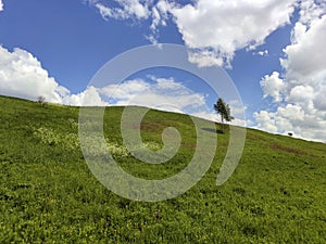 A lonely birch tree grows on a hill among the grass.