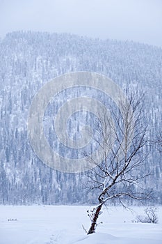 Lonely birch tree in sthe snow field on background of siberian taiga forest under heavy snow in winter