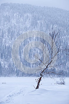 Lonely birch tree in sthe snow field on background of siberian taiga forest under heavy snow in winter