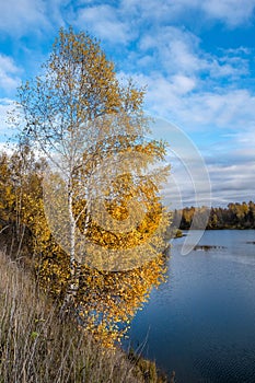 A lonely birch with yellow leaves on a steep river bank on an autumn day