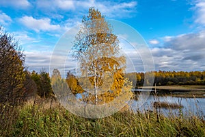 A lonely birch with yellow leaves on a steep river bank on an autumn day