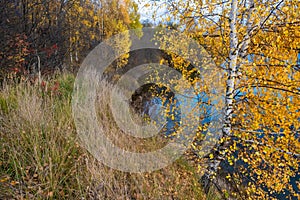 A lonely birch with yellow leaves on a steep river bank on an autumn day