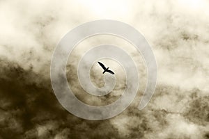 A lonely bird flying, against a cloudy sky