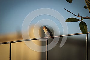 Lonely Bird photo