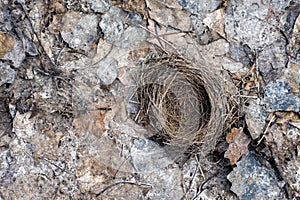 Lonely bird nest