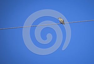 Lonely bird on a power cable