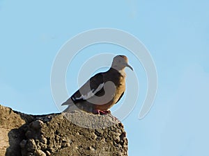 Lonely bird on a rock