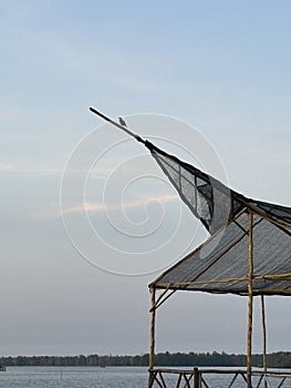 A lonely bird, so sadly