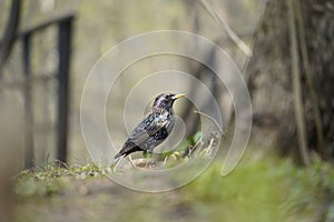 the lonely bird in search of food photo