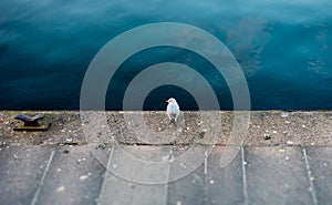 A lonely bird sitting by the water front