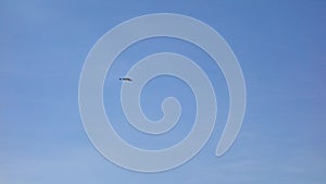 Lonely bird in the sky. Black crow fly on blue sky background.