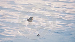 Lonely Bird On Snowy Ground: A Captivating Nature Photograph