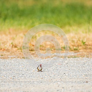 Lonely bird standing on gravel