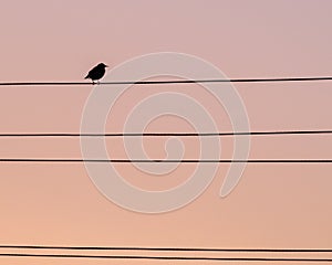 Lonely bird thrush on the wire