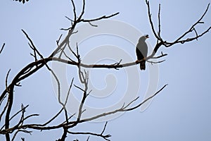 The lonely bird on the top of the tree