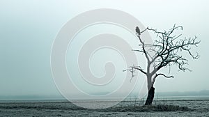 lonely bird on the top of tree
