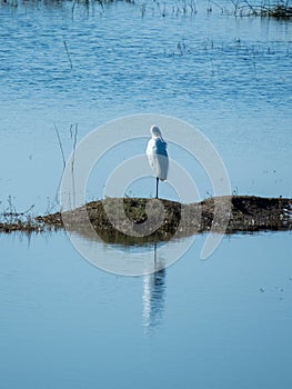 Lonely Bird in Water & Reflection. Portrait