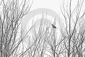 Lonely bird in the winter