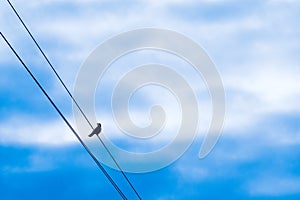 A lonely bird on the wire against a cloudy sky