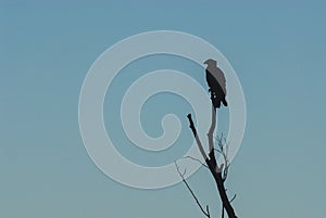 A lonely bird on a withered tree, Bieszczady Mountains, Poland