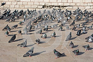 Lonely birds by live in urban environment