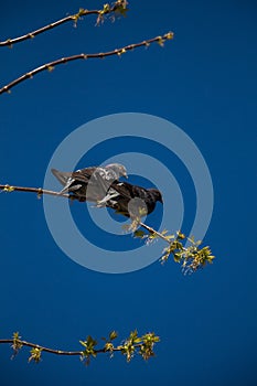 Lonely birds by live in urban environment