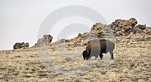 Lonely Bison