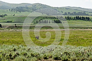 Lonely bison an meadow