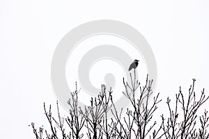 Lonely black crow sitting on tree top on leafless tree