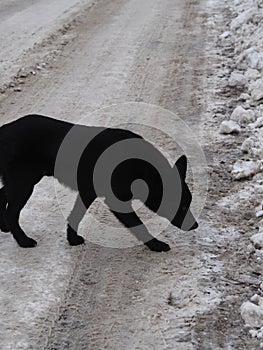 Lonely black dog on the dirty snow of a road. Winter rural road