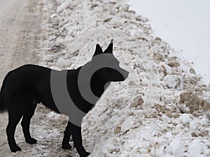 Lonely black dog on the dirty snow of a road. Winter rural road