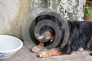 Lonely black dog with sad eyes is laying and waiting someone on