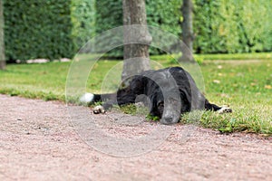 Lonely black dog with sad eyes is laying and waiting someone in the park.