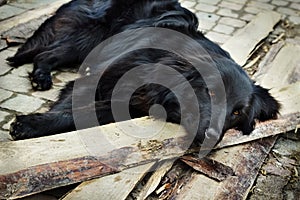 Lonely black dog waiting someone on outdoors