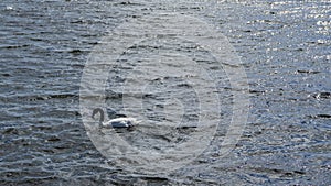 A lonely black-necked swan Cygnus melancoryphus swims on a blue lake.