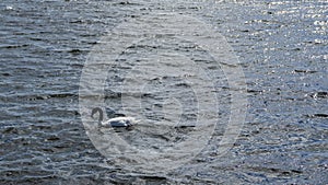 A lonely black-necked swan Cygnus melancoryphus swims on a blue lake. photo