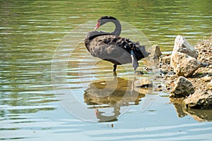 Lonely black swan in the green lake