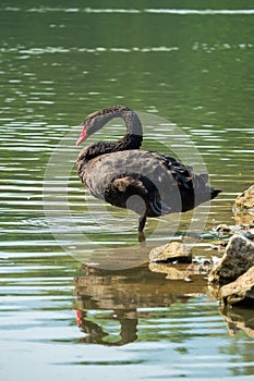 Lonely black swan in the green lake