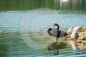 Lonely black swan in the green lake