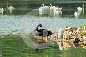 Lonely black swan in the green lake