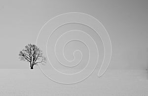 Lonely black tree in a field in winter