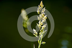 Lonely blooming Phalaris arundinacea, known as reed canary grass on blurred green background