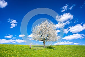 lonely blossom tree on spring meadow during sunny day