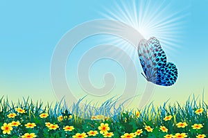 Lonely blue butterfly over flower field in sunlight